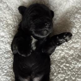 Brock's Miniature Schnauzer - Black male Miniature Schnauzer puppy in Greensburg, Louisiana from Brock’s  Miniature Schnauzers