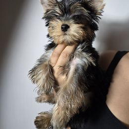 Boy 1 - Blue and gold male Yorkshire Terrier puppy in Hesperia, California from Diamond Doll Yorkies