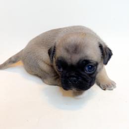 Lilac (hot pink) - Fawn female Pug puppy in Hereford, Arizona from Broken Road Ranch Pugs