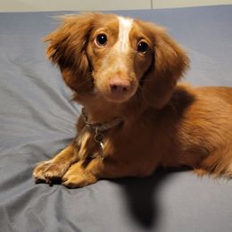 Dachshunds from Diamondback Doxie