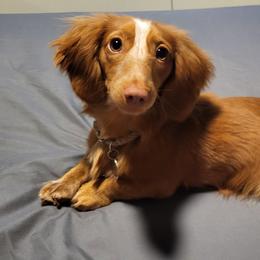 Dachshunds from Diamondback Doxie