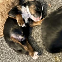 Gibbs - Black white and tan male Cockapoo puppy in Marietta, South Carolina from River Falls Cockapoos