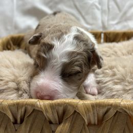 Oogie Boogie - Red merle male Aussiedoodle puppy in York, Pennsylvania from Loving Puppy Paws Kennel