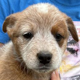 Female 02 - Blue speckled female Australian Cattle Dog puppy in Sheridan, Oregon from 6pk Cattledogs