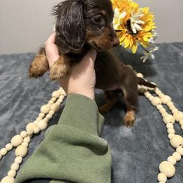 Coco - Chocolate and tan female Dachshund puppy in Dawson, Alabama from Bells Dashing Dachshunds