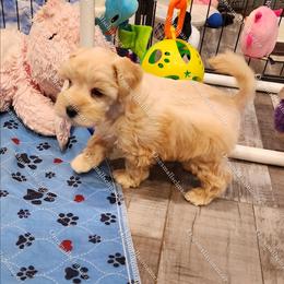 Ivy - Wheaten female Miniature Schnauzer puppy in Brigham, Utah from Onesmallschnauzer