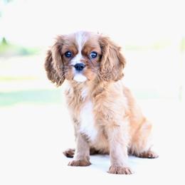 Crouton - Ruby female Cavalier King Charles Spaniel puppy in Lawton, Oklahoma from Lindsey’s Cavies