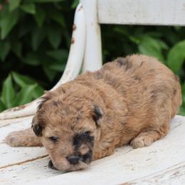 Max - Merle male Whoodle puppy in West Bend, Iowa from Blue Skies Terriers