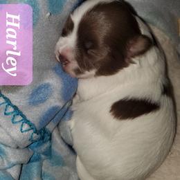 Harley - Chocolate female Havanese puppy in Wasco, California from Havaneses de Santillan