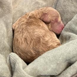 George - Apricot male Labradoodle puppy in Bruceton Mills, West Virginia from Adonai Ra'ah Farms
