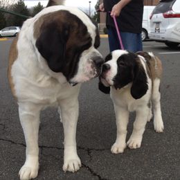 Saint Bernards from Smilingbear