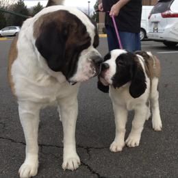 Saint Bernards from Smilingbear