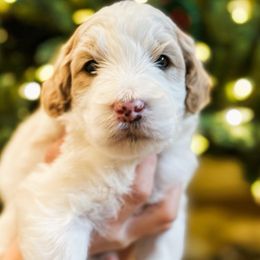 Aspen - Parti male Goldendoodle puppy in Merced, California from Old Lake Doodles