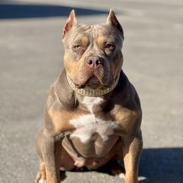 Valkyrie - American Bully