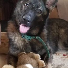 German Shepherds from Heart2Heart Kennels