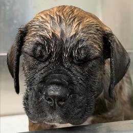 Mr. Ice - Brown male Boerboel puppy in Laramie, Wyoming from Standing Stone Boerboels