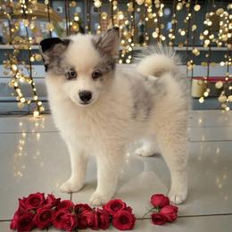 Hero - Merle male Pomsky puppy in Long Grove, Illinois from Windy City Pomsky