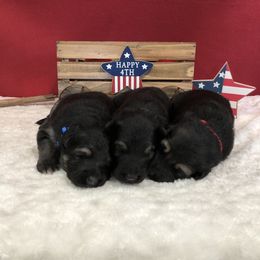 German Shepherd Puppies from Silver Elite Shepherds