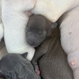 Girl 3 - female Italian Greyhound puppy in New York, New York from Julia's Italian Greyhounds