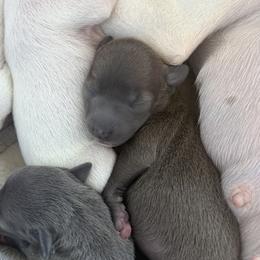 Girl 3 - female Italian Greyhound puppy in New York, New York from Julia's Italian Greyhounds