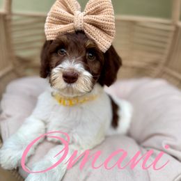 Omani - Chocolate female Australian Labradoodle puppy in Morgan Hill, California from Loving Labradoodle