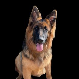 Bernie - German Shepherd