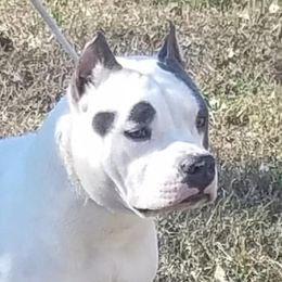 AKC mjr pt'd Cicero's Ivan the Terrible - Unknown