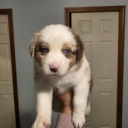 Fenix - Red merle female Australian Shepherd puppy in Oak Ridge, Missouri from Myers Farm Aussies