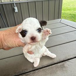 Sassy - Parti female Maltipoo puppy in Oakland, Kentucky from Imperial Dogs