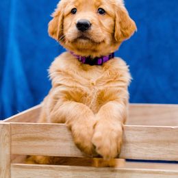 Golden Retriever Puppies from Rigdon Retrievers