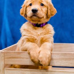 Golden Retriever Puppies from Rigdon Retrievers