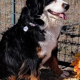 Bernese Mountain Dogs from Joyful Bernese