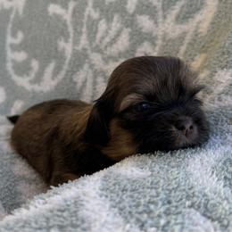 AKC-NALA - Sable female Shih Tzu puppy in Paintsville, Kentucky from Molly B's ShihTzus