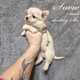 Snow - Cream male Chihuahua puppy in Ligonier, Indiana from Country Charm Chihuahuas
