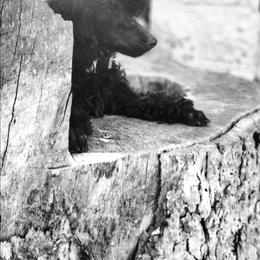 Adom - Black male Poodle puppy in Harrisonville, Missouri from Kurly Q Poodles