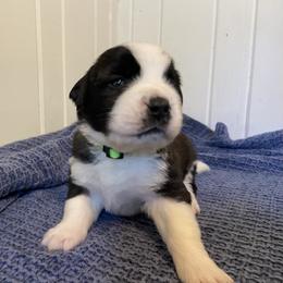 Lime green collar male - Mahogany and white male Saint Bernard puppy in Albany, Georgia from Magnolia Saint Bernards
