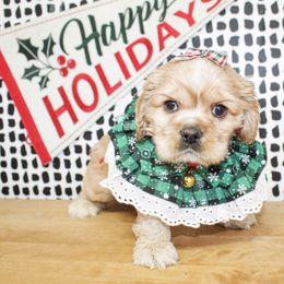 Darla - Buff female Cocker Spaniel puppy in Rattan, Oklahoma from Double M Cocker Spaniels