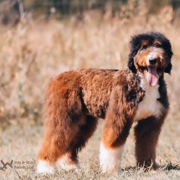 Ruby - Bernedoodle