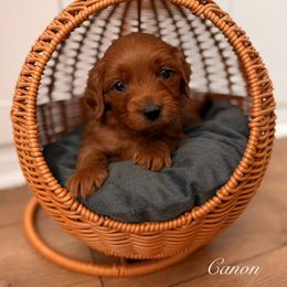 Canon - Red  male Goldendoodle puppy in Las Vegas, Nevada from Dose of Doodles