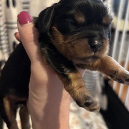 Lil Jack - Black and tan male Cavalier King Charles Spaniel puppy in Howard, Wisconsin from Family first cavaliers