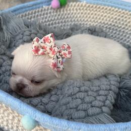 Opal - Cream female Chihuahua puppy in Newport Beach, California from Exotic City Pomeranians and chihuahuas