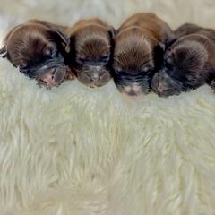 Orange - Brown male Whoodle puppy in Haughton, Louisiana from Bailey’s Cajun Canines
