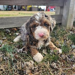 Purple collar - Merle female Bernedoodle puppy in Shelby, North Carolina from Forever Grateful Doodles