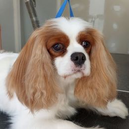 Star - Cavalier King Charles Spaniel