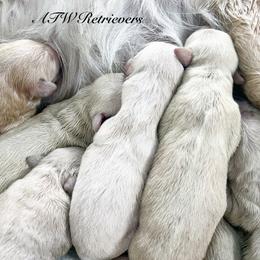 Boy (Reservation 5) - Golden male Golden Retriever puppy in Murfreesboro, Tennessee from ATW Retrievers