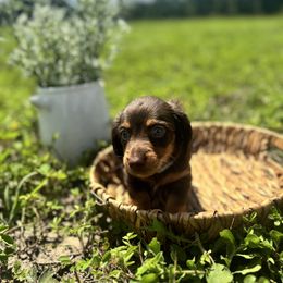 Dachshund Puppies from Suwannee River Doxies