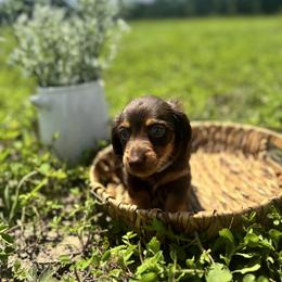 Dachshund Puppies from Suwannee River Doxies