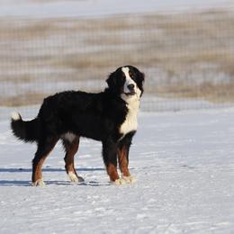 Cinder - Bernese Mountain Dog