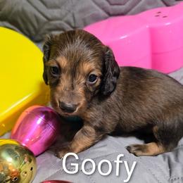 Goofy - Red male Dachshund puppy in Vacaville, California from SchmooterBabies