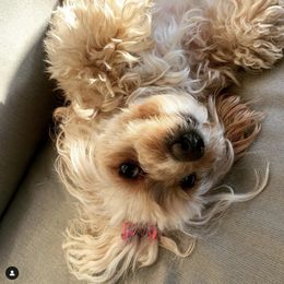 Sunshine - Cavapoo
